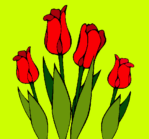 Tulipanes