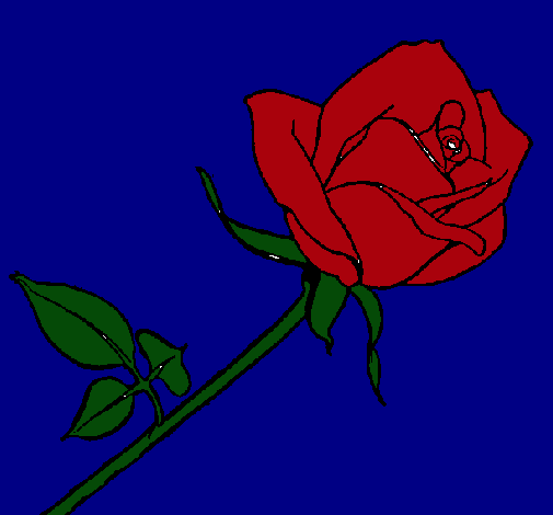 Rosa