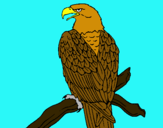 Dibujo Águila en una rama pintado por helyanny
