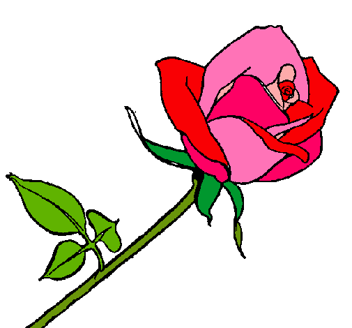 Rosa