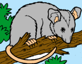 Dibujo Ardilla possum pintado por sfitha