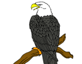 Dibujo Águila en una rama pintado por nnnnnnnnnnnn