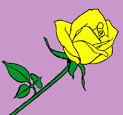 Rosa