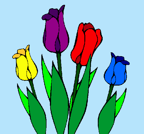 Tulipanes