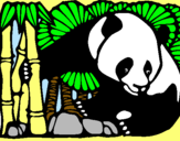 Dibujo Oso panda y bambú pintado por nesli