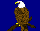 Dibujo Águila en una rama pintado por gjuhjyh