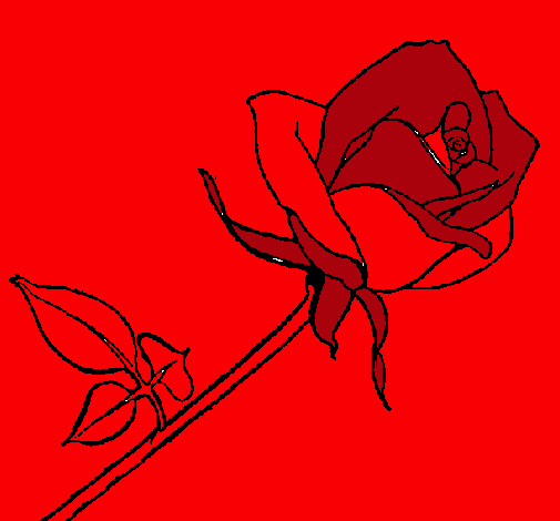 Rosa