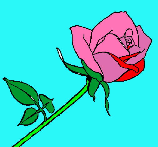 Rosa