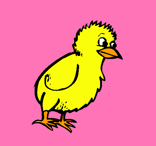 Pollito