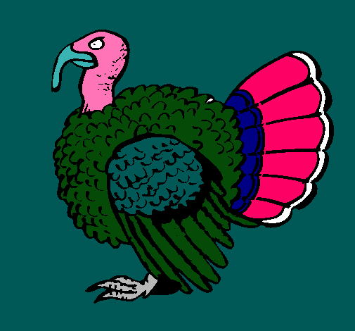 Pavo 