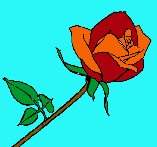 Rosa