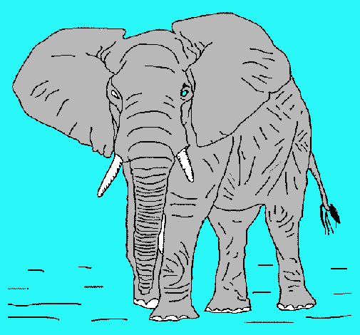 Elefante