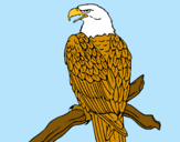 Dibujo Águila en una rama pintado por ana12121212