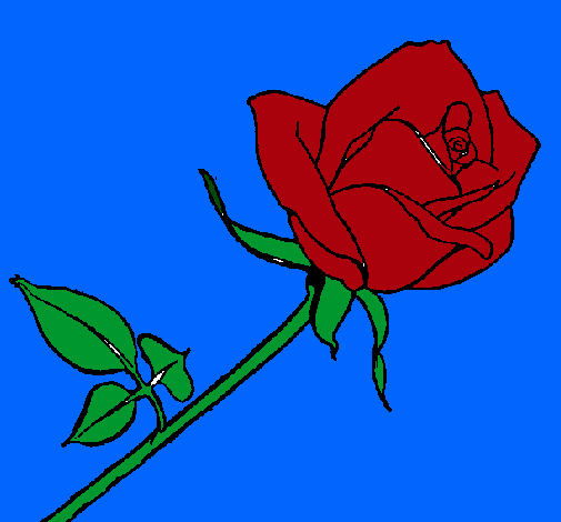 Rosa