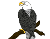 Dibujo Águila en una rama pintado por AGUILADANIEL