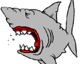 Dibujo Tiburón pintado por tiburone 