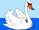 Dibujo Cisne en el agua pintado por cisnelindo