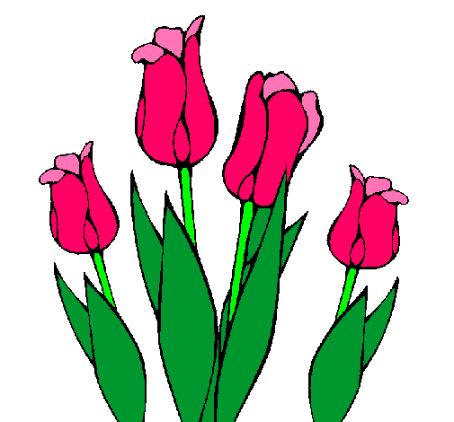 Tulipanes