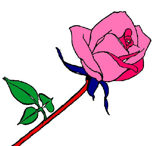 Rosa