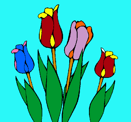 Tulipanes