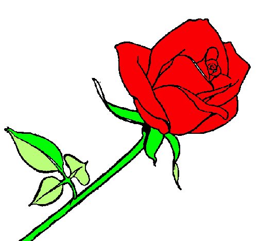 Rosa