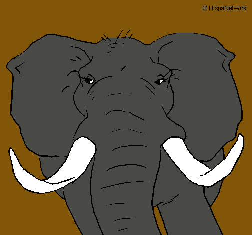 Elefante africano