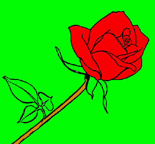 Rosa