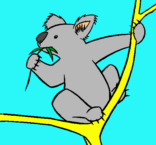 Koala