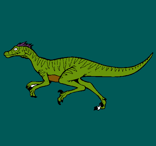 Velociraptor