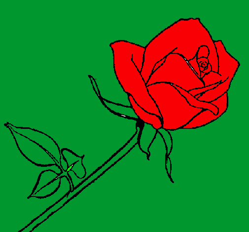 Rosa