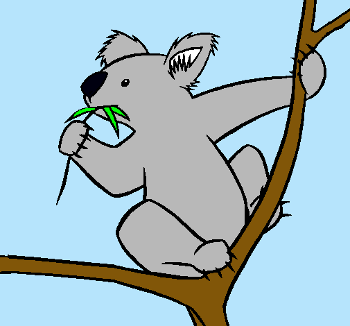 Koala