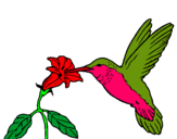 Dibujo Colibrí y una flor pintado por colibri