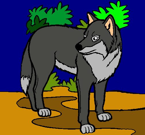 Lobo