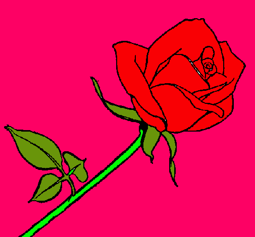 Rosa