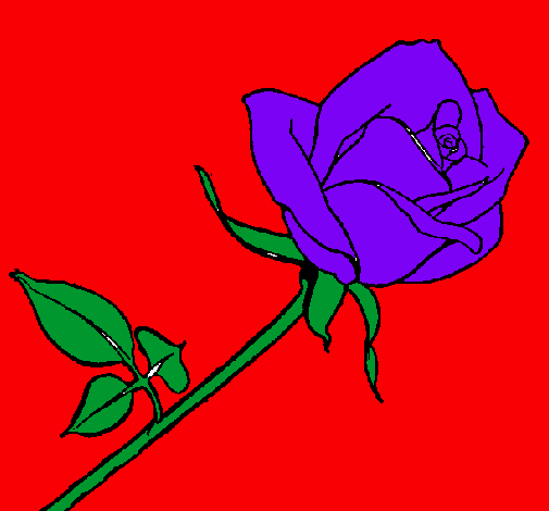 Rosa