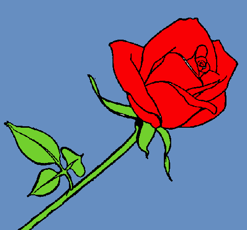 Rosa