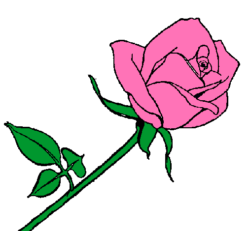 Rosa