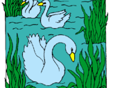 Dibujo Cisnes pintado por carelvys