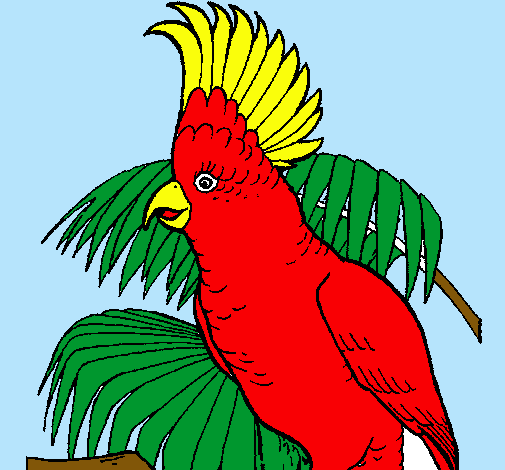 Cacatúa