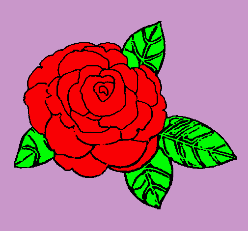 Rosa