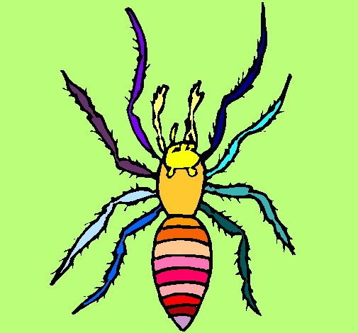 Araña tigre