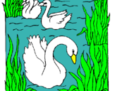 Dibujo Cisnes pintado por andrusa
