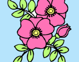 Dibujo Amapolas pintado por gardenia