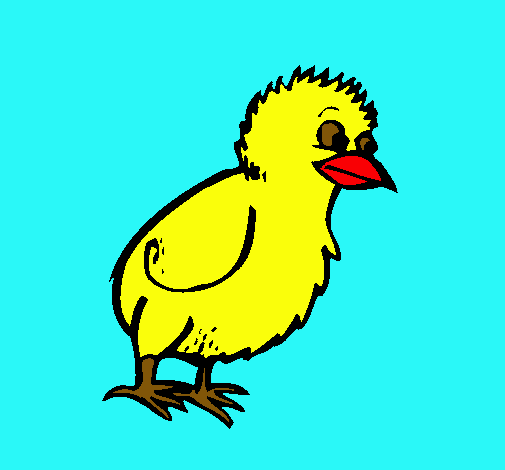 Pollito