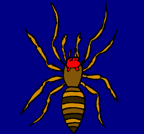 Araña tigre