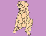 Dibujo Labrador pintado por antolakim