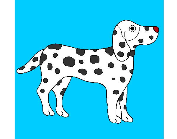 dalmata 