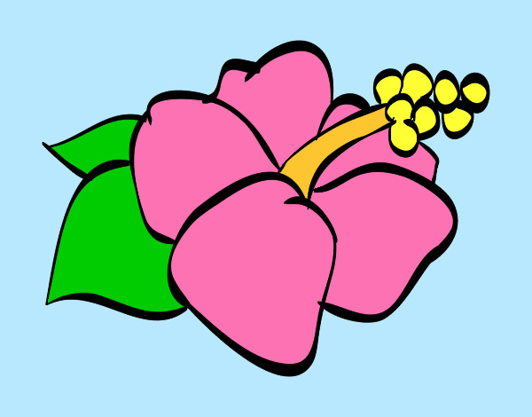 Dibujo Flor de lagunaria pintado por larah2ogm