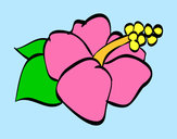 Dibujo Flor de lagunaria pintado por larah2ogm