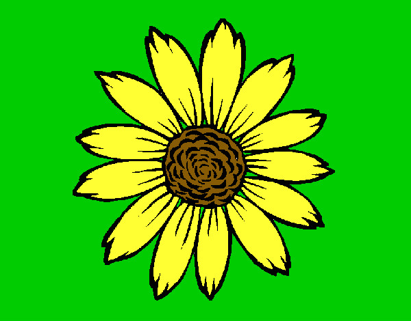 girasol